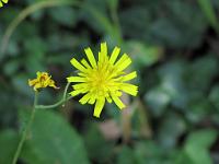  (C) 2010 by G. Doczkal, 
Blüte, 
48.852695°N/8.324255°E, 1.69  Km von Waldprechtsweier, Baden-Wuerttemberg, Germany