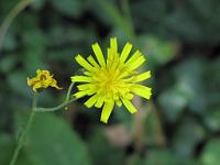  (C) 2010 by G. Doczkal, 
Blüte, 
48.852600°N/8.324471°E, 1.69  Km von Waldprechtsweier, Baden-Wuerttemberg, Germany