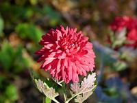  (C) 2010 by G. Doczkal, 
Aster, 
48.883602°N/8.319743°E, Wasserloch bei Malsch, Baden-Wuerttemberg, Germany