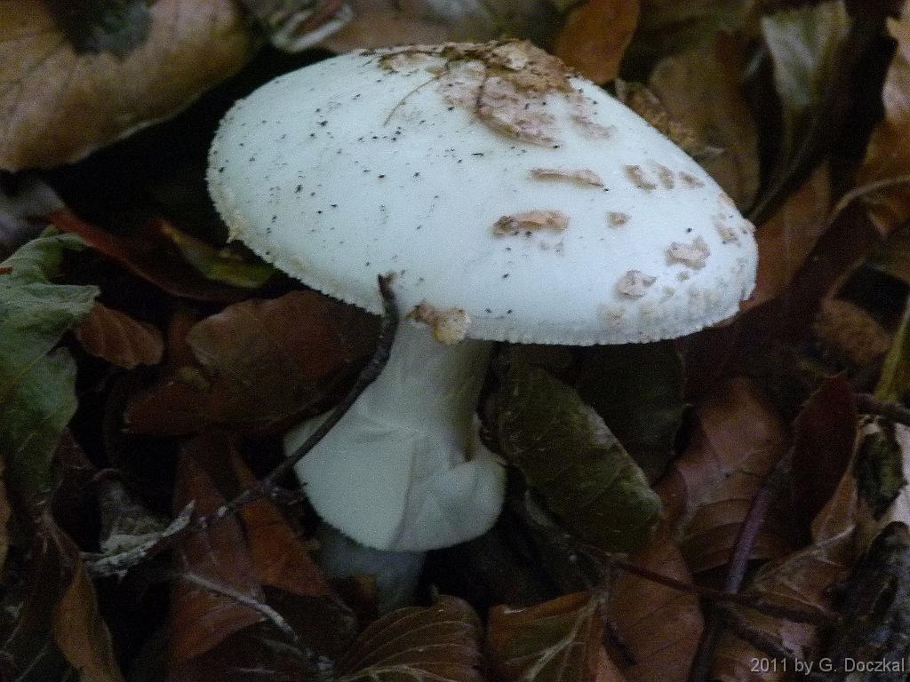 20111022-113032-13