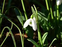  (C) 2011 by G. Doczkal,
Schneegloeckchen,
48.883602°N/8.319743°E, Malsch, Baden-Wuerttemberg, Germany