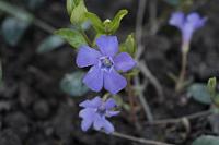  (C) 2011 by G. Doczkal,
Bluete,
48.883602°N/8.319743°E, Malsch, Baden-Wuerttemberg, Germany