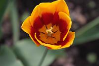  (C) 2011 by G. Doczkal,
Tulpe,
48.883602°N/8.319743°E, Malsch, Baden-Wuerttemberg, Germany