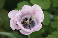  (C) 2011 by G. Doczkal,
Tulpe,
48.883602°N/8.319743°E, Malsch, Baden-Wuerttemberg, Germany