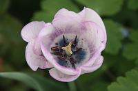  (C) 2011 by G. Doczkal,
Tulpe,
48.883602°N/8.319743°E, Malsch, Baden-Wuerttemberg, Germany