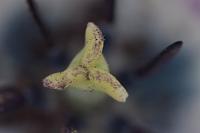  (C) 2011 by G. Doczkal,
Stempel einer Tulpe,
48.883602°N/8.319743°E, Malsch, Baden-Wuerttemberg, Germany