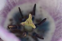  (C) 2011 by G. Doczkal,
Stempel einer Tulpe,
48.883602°N/8.319743°E, Malsch, Baden-Wuerttemberg, Germany