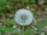  (C) 2011 by G. Doczkal,
Pusteblume (Fruchtstand des Loewenzahns),
48.853386°N/8.323263°E, Waldprechtsweier, Baden-Wuerttemberg, Germany