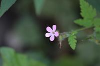  (C) 2011 by G. Doczkal,
Bluete,
48.883602°N/8.319743°E, Malsch, Baden-Wuerttemberg, Germany