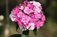  (C) 2011 by G. Doczkal,
Bartnelken,
48.883602°N/8.319743°E, Malsch, Baden-Wuerttemberg, Germany