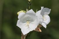  (C) 2011 by G. Doczkal,
Glockenblume,
48.883602°N/8.319743°E, Malsch, Baden-Wuerttemberg, Germany