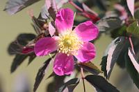  (C) 2011 by G. Doczkal,
Wilde Rose,
48.883602°N/8.319743°E, Malsch, Baden-Wuerttemberg, Germany