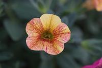  (C) 2011 by G. Doczkal,
Bluete,
48.883602°N/8.319743°E, Malsch, Baden-Wuerttemberg, Germany