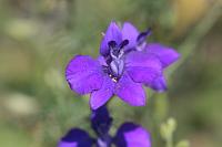  (C) 2011 by G. Doczkal,
Rittersporn,
48.883602°N/8.319743°E, Wasserloch bei Malsch, Baden-Wuerttemberg, Germany