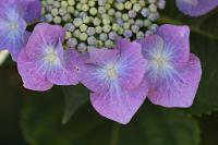  (C) 2011 by G. Doczkal,
Hortensie,
48.883602°N/8.319743°E, Wasserloch bei Malsch, Baden-Wuerttemberg, Germany