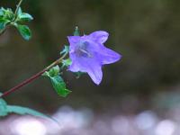  (C) 2011 by G. Doczkal,
Glockenblume,
48.854432°N/8.321651°E, Baden-Wuerttemberg, Germany