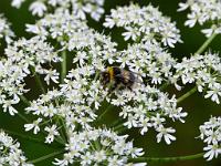  (C) 2011 by G. Doczkal,
Hummel,
48.852413°N/8.324935°E, Baden-Wuerttemberg, Germany