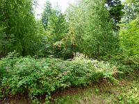  (C) 2011 by G. Doczkal,
Sommerwald,
48.846755°N/8.334209°E, Baden-Wuerttemberg, Germany