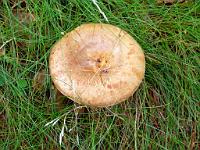  (C) 2011 by G. Doczkal,
Pilz,
48.842118°N/8.334140°E, Baden-Wuerttemberg, Germany