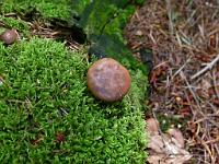  (C) 2011 by G. Doczkal,
Pilz,
48.842048°N/8.334254°E, Baden-Wuerttemberg, Germany