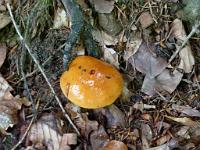  (C) 2011 by G. Doczkal,
Pilz,
48.839382°N/8.341672°E, Baden-Wuerttemberg, Germany