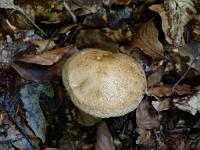  (C) 2011 by G. Doczkal,
Pilz,
48.837462°N/8.335912°E, Baden-Wuerttemberg, Germany