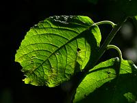  (C) 2011 by G. Doczkal,
Blatt im Gegenlicht,
48.834621°N/8.325450°E, Winkel, Baden-Wuerttemberg, Germany