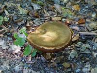  (C) 2011 by G. Doczkal,
Pilz,
48.835654°N/8.331134°E, Winkel, Baden-Wuerttemberg, Germany