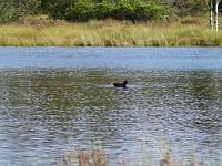  (C) 2011 by G. Doczkal,
Ente,
48.718787°N/8.458649°E, Sprollenhaus, Baden-Wuerttemberg, Germany