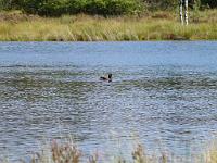  (C) 2011 by G. Doczkal,
Ente,
48.718787°N/8.458649°E, Sprollenhaus, Baden-Wuerttemberg, Germany
