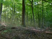  (C) 2011 by G. Doczkal,
Wald,
48.854362°N/8.321663°E, Waldprechtsweier, Baden-Wuerttemberg, Germany