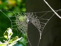  (C) 2011 by G. Doczkal,
Spinnennetz,
48.854259°N/8.322006°E, Waldprechtsweier, Baden-Wuerttemberg, Germany