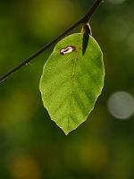  (C) 2011 by G. Doczkal,
Blatt im Gegenlicht,
48.852266°N/8.325809°E, Waldprechtsweier, Baden-Wuerttemberg, Germany