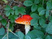  (C) 2011 by G. Doczkal,
Fliegenpilz,
48.847824°N/8.327146°E, Waldprechtsweier, Baden-Wuerttemberg, Germany