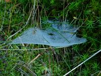  (C) 2011 by G. Doczkal,
Spinnennetz,
48.844877°N/8.333574°E, Waldprechtsweier, Baden-Wuerttemberg, Germany
