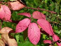  (C) 2011 by G. Doczkal,
Herbstfarben,
48.847363°N/8.333778°E, Waldprechtsweier, Baden-Wuerttemberg, Germany