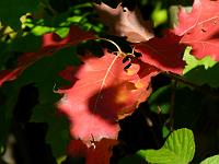  (C) 2011 by G. Doczkal,
Herbstfarben,
48.847440°N/8.333469°E, Waldprechtsweier, Baden-Wuerttemberg, Germany