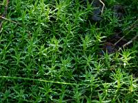  (C) 2011 by G. Doczkal,
Sternmoos,
48.846893°N/8.331404°E, Waldprechtsweier, Baden-Wuerttemberg, Germany