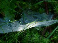  (C) 2011 by G. Doczkal,
Spinnennetz,
48.846835°N/8.331126°E, Waldprechtsweier, Baden-Wuerttemberg, Germany