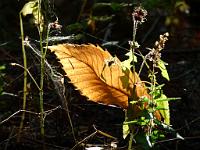  (C) 2011 by G. Doczkal,
Welkes Blatt im Gegenlicht,
48.708979°N/8.177874°E, Schneckenbach, Baden-Wuerttemberg, Germany