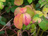  (C) 2011 by G. Doczkal,
Herbstfarben,
48.850621°N/8.330575°E, Waldprechtsweier, Baden-Wuerttemberg, Germany