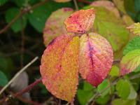  (C) 2011 by G. Doczkal,
Herbstfarben,
48.850598°N/8.330503°E, Waldprechtsweier, Baden-Wuerttemberg, Germany