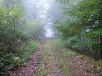  (C) 2011 by G. Doczkal,
Nebel im Wald,
48.845373°N/8.322324°E, Oberweier, Baden-Wuerttemberg, Germany