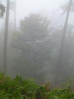  (C) 2011 by G. Doczkal,
Nebel im Wald,
48.844950°N/8.321302°E, Oberweier, Baden-Wuerttemberg, Germany