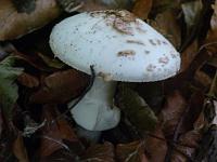  (C) 2011 by G. Doczkal,
Pilz,
48.842758°N/8.318862°E, Oberweier, Baden-Wuerttemberg, Germany