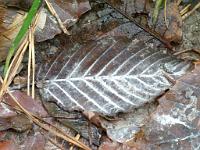  (C) 2011 by G. Doczkal,
Herbstfarben,
48.838352°N/8.319052°E, Winkel, Baden-Wuerttemberg, Germany