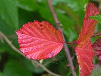  (C) 2011 by G. Doczkal,
Herbstfarben,
48.834752°N/8.324500°E, Winkel, Baden-Wuerttemberg, Germany
