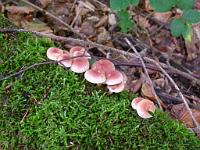  (C) 2011 by G. Doczkal,
Pilze,
48.835789°N/8.331397°E, Winkel, Baden-Wuerttemberg, Germany