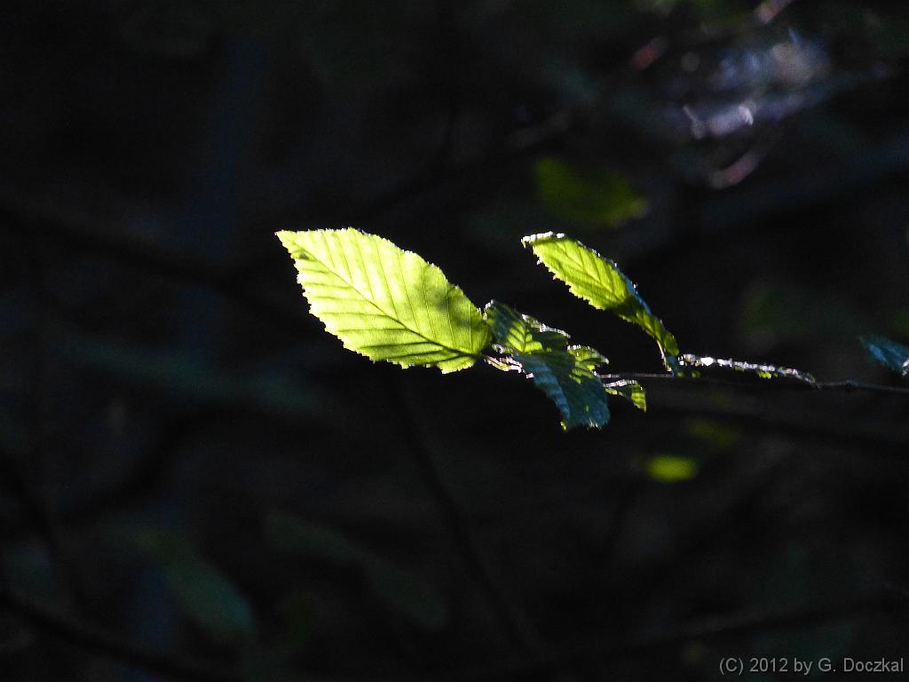20120801-094625-11