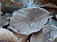  (C) 2012 by G. Doczkal, 
Blatt mit Raureif, 
48.853299°N/8.323197°E, Waldprechtsweier, Baden-Wuerttemberg, Germany
